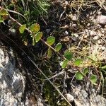 Betula nana Leaf