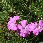 Dianthus glacialis 花