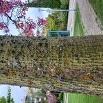 Ceiba speciosa Bark