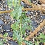 Genista tinctoria List