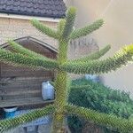 Araucaria araucana Blad