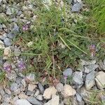 Scutellaria alpina Habit