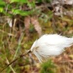 Eriophorum angustifoliumFlors