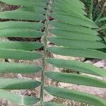 Encephalartos concinnus Leaf
