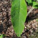 Buddleja officinalis Folha