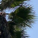 Washingtonia filifera Leaf