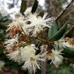 Myrceugenia exsucca Flor