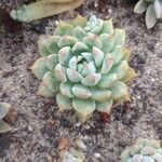 Echeveria colorata List