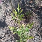 Verbena bipinnatifida Лист