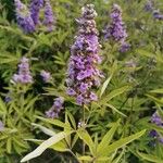 Vitex agnus-castusFlower