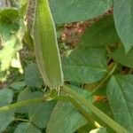 Abelmoschus esculentus Frucht