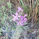 Matthiola fruticulosaফুল