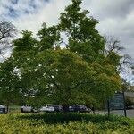 Magnolia kobus অভ্যাস