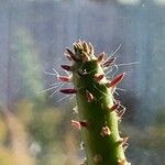 Tephrocactus verschaffeltii Blatt