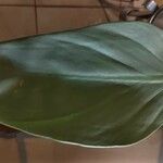 Philodendron hastatum Foglia