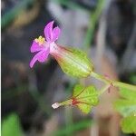 Geranium lucidum Kvet