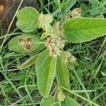 Melhania ovata Fruit