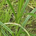 Carex hirta Hoja