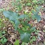 Arum cylindraceumFolio