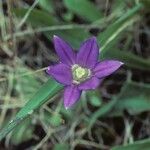 Brodiaea coronaria 花