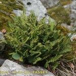 Woodsia alpina Habit