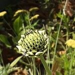 Eryngium yuccifolium Květ