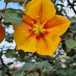 Fremontodendron californicumFlor