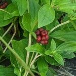 Cornus suecica Frukt