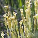 Gentiana fremontii Flor