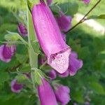 Digitalis purpureaBlüte