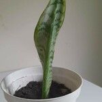 Sansevieria hyacinthoides Hoja