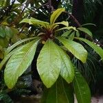Pouteria sapota 葉
