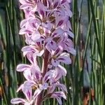 Francoa appendiculata Λουλούδι