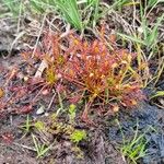 Drosera intermedia Buveinė