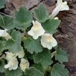 Asarina procumbens Kvet
