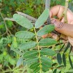 Senna multiglandulosa Leaf