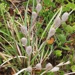 Allium narcissiflorum Flor
