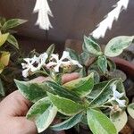 Trachelospermum jasminoidesBlodyn