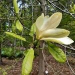 Magnolia fraseri Цвят