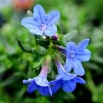 Glandora prostrata 花