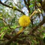 Acacia farnesiana 花