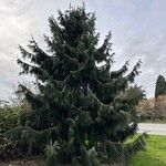 Picea breweriana Feuille