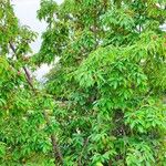 Cornus capitata Habitus