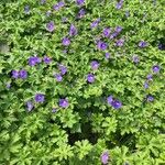 Geranium himalayense Blad