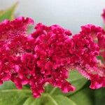 Celosia argentea花