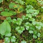 Coptis trifolia Hábito