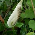 Anthurium nymphaeifolium പുഷ്പം