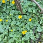 Ranunculus ficariaFlower