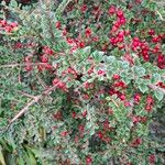 Cotoneaster nan-shan Vrucht