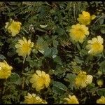 Ranunculus californicus Alkat (teljes növény)